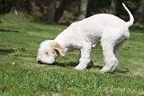 LAGOTTO CAVAGE 024